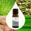 Plant Therapy Gut Aid Essential Oil Blend 10 mL (1/3 oz) 100% Pure, Undiluted, Natural Aromatherapy for Upset Stomach Relief