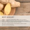 GINGER6 Active Water Cream 1.69 fl.oz. - Anti-Aging and Hydrating Facial Gel Moisturizer with Peptides, Hyaluronic Acid and Ginger Extract, Bouncy Lightweight Gel Formula, Natural Ingredients