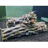 Natural Cholla Wood for Aquarium Decoration Shrimp and Fish Tank (6 Inch (5 Pack))