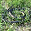 3 Pieces Large Realistic Rubber Snakes, Halloween Scary Toy Fake Black Mamba Snake for Garden Props to Scare Birds, Pranks, Halloween Party Decoration (2 Sizes, 47 Inch, 31.5 Inch)…