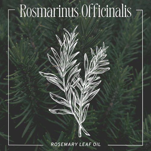 Captain Blankenship Nourish Hair & Scalp Serum, Hair Oil with Rosemary Extract, Frizz-Reducing, Vegan, 2 oz