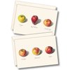 Earth Sky + Water - Apple Assortment Notecard Set - 8 Blank Cards with Envelopes (4 each of 2 styles)