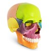 2024 New Anatomy Skull Model 15 Parts Human Anatomy Exploded Skull Detachable Palm-Sized Mini Human Color Medical Skull Model,Medical Dental Clinic Teaching Equipment,Learning with Color Study Manual