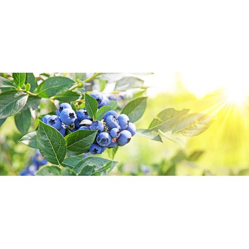 Blueberry Seed Oil - Pure, Refined, Cold Pressed, Unscented, Deodorized, Filtered, Non-GMO Berry Carrier Oil for Skin, Hair, Nail, Body, Face Care - 8 oz - Hydrating, Moisturizing