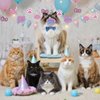 Cat Birthday Party Decorations Kitten Hanging Swirls, Assembled and Ready to Use, Pet Cat Meow Party Decor Supplies 24pcs Puppy Party Streamers Cat Paw Party Decor Banner
