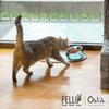 Felli Pet Oblik Anti Whisker Fatigue Cat Food Bowl Stainless Steel Shallow Dish for Cat Dog, Anti Vomiting Angled Slanted Metal Feeder, Elevated Acrylic Base for Storage (0.5Cup, Classic)