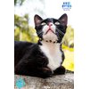 K9 Bytes Coffee Beans & Cream Cute Design Adjustable Collars for Cats (Kittens) with Bell.