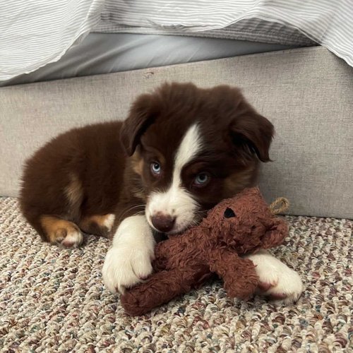 Spunky pup Organic Cotton Bear Dog Toy | Small Cuddle Squeaker Toy | Durable Strong Double Layered and Stitched | Natural Coconut Husk Stuffed | For Small to Medium Dogs | White/Cream or Brown/Natural