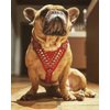 Bestia Star Studded Leather Dog Harness