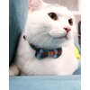 Joytale Upgraded Cat Collar with Bells, Breakaway Cat Collars with Bow Tie, 1 Pack Girl Boy Safety Plaid Kitten Collars, Haze Blue
