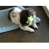 Glory To Dog TinyToy Green Frog Plush Dog Toy for Puppies and Small Dogs