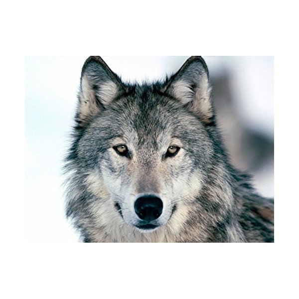 Grey Wolf Edible Icing Image Cake Topper for 1/4 sheet cake
