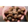 Mascot Nut and Candy Gifts since 1955- (3) 12 oz Bags of Milk Chocolate covered Georgia Pecans