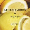 The Cottage Greenhouse Lemon Blooms & Honey Body Butter, 5.5 oz., Shea Butter, Aloe, Honey & Avocado Oil, Body Lotion for Women, Hydrating & Smooth Body Moisturizer
