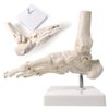 Evotech Scientific Human Foot and Ankle Model, Life Size Medical Anatomy Foot Skeleton Model W/Tibia Fibula, Right, Fully Articulated, Human Skeleton Model for Medical Study & Science Classroom