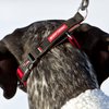 EzyDog Checkmate Martingale-Style Premium Nylon Safety Training and Correction Dog Collar - Quick-Clip Buckle and Reflective Stitching - Easy Control with no Choking Effect (Medium, Red)