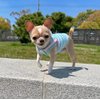 Frienperro Small Dog Shirt, 2-Pack Dog Clothes for Small Dogs Girl, Breathable Cotton Striped Teacup Chihuahua Clothes, Sleeveless Small Yorkie Puppy Clothes Outfit Cat Vest, Green & Pink XXS