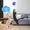 Frienda 4 Pieces Ghost Hunting Cat Ball Motion Light Up Cat Balls LED Motion Activated Cat Ball Motion Light Up Cat Dog Interactive Toys Pet Glowing Mini Running Exercise Ball Toys (Transparent)