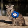 Emotional Support Dog Vest - Complete with Two Patches (7-11 Pounds, Raspberry) - Includes 5 Federal Law ESA Handout Cards