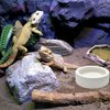 3 Pcs Reptile Food Bowl, Ceramic Water Feeder Bowl for Lizard Anoles Bearded Dragons Crested Gecko Hermit Crabs Triangular