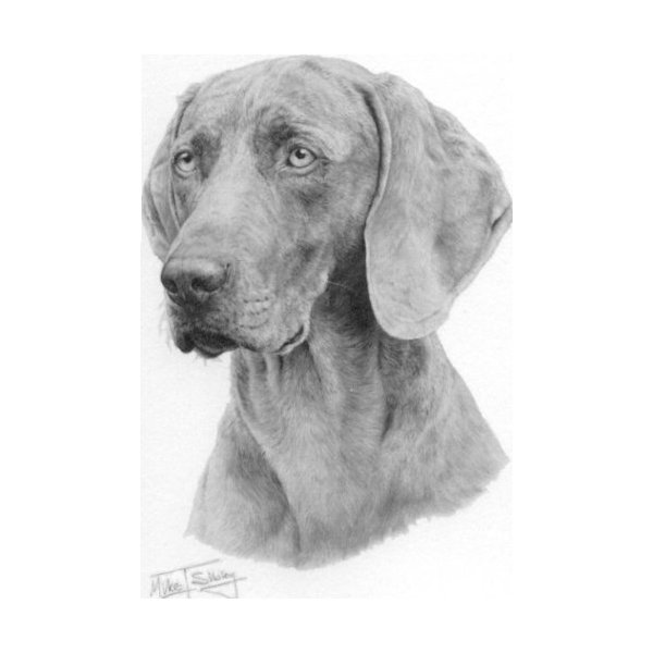 Weimaraner Dog - Mike Sibley Portrait Matted Art Card - 5 in x 7 in Design - 8 in x 10 in Matted