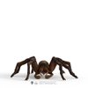Schleich Wizarding World of Harry Potter Collectible Figurine Aragog for Kids Ages 6+