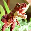 nanoblock - Dinosaur Deluxe Edition Tyrannosaurus Rex, [Dinosaurs], Advanced Hobby Series Building Kit