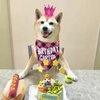 Dog Birthday Bandana - Girl Dog Birthday Hat with Number - Dog Birthday Supplies for Small and Medium Dog Pet