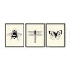 Bee Dragonfly Butterfly Wall Art Prints set of 3 Prints 8x10 - Unframed - Beautiful Black and White Illustration Ivory Natural Background Home Room Decor