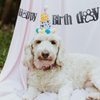 SPRICEMQC Happy 3rd Birthday Dog Paw Party Banner Banner Sign Backdrop - Shining Black Pet Party Decorations for 3rd Birthdays Dog theme Birthday Decoration Single-sided Pre-Strung
