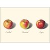 Earth Sky + Water - Apple Assortment Notecard Set - 8 Blank Cards with Envelopes (4 each of 2 styles)