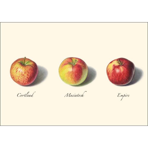 Earth Sky + Water - Apple Assortment Notecard Set - 8 Blank Cards with Envelopes (4 each of 2 styles)