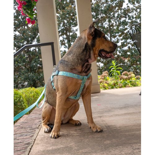 Country Brook Petz - Green Paisley Step-in Dog Harness - Paisley Collection with 5 Classy Designs (1 Inch, Medium)