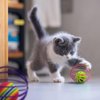 Andiker Cat Toy Ball,6pcs Cat Interactive Toy for Cats,Caged Mouse and Ball for Cats to Chase and Grab (Ball Toy)