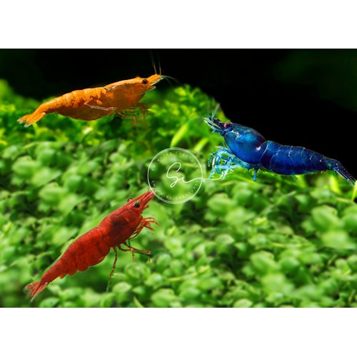 Swimming Creatures Family of 12 Mixed Color Premium Grade Live Freshwater Shrimp for Aquarium or Fish Tank. Live Arrival Guarantee