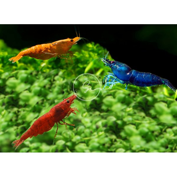 Swimming Creatures Family of 12 Mixed Color Premium Grade Live Freshwater Shrimp for Aquarium or Fish Tank. Live Arrival Guarantee