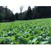 BioLogic New Zealand Maximum Deer Food Plot Seed, Annual Forage with 100% New Zealand Brassicas, Rapid Growth, Massive Antler Growth & Deer Health, 2.25 lb Bag Plants 1/4 Acre