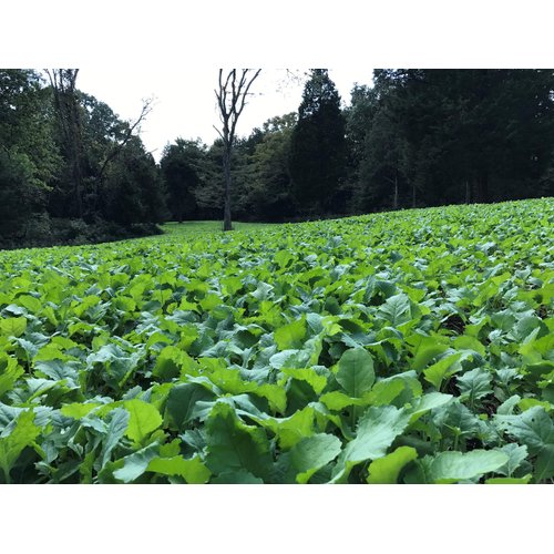 BioLogic New Zealand Maximum Deer Food Plot Seed, Annual Forage with 100% New Zealand Brassicas, Rapid Growth, Massive Antler Growth & Deer Health, 2.25 lb Bag Plants 1/4 Acre