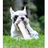 GabeFish 2PCS Funny Dog Chew Toys, Newspaper Dog Toy, 6.2 x 2.1-in (16 x 6.5 cm), Durable Squeak Toy for Dogs