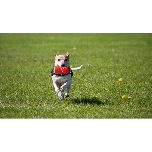 Cola Plush Soda Dog Toy - Stuffed Squeaky Dog Toy - Funny Cute Parody- Safe, Durable, for Aggressive Chewers & Aggressive Squeakers