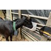 Goat Feeder, Hanging Duck Chicken Feeder, Fence Feed Trough, Goose Waterer Trough with Clips, Goat Supplies, 4.5 Quart, 2 Pack (Appearance Patent Product)