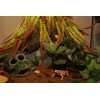 Aqua KT Reptile Terrarium Forest Tree with Plant Leaves for Amphibian Habitat Décor Lizard Snake Turtle Supplies