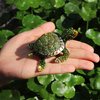 Waltz&F Diamond turtles Hinged Trinket Box Hand-painted Animal Figurine Collectible (green)