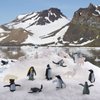 JOKFEICE Small Polar Animals Figurines, 25pcs Realistic Plastic Penguin Polar Bear Action Model for Early Educational, Birthday Cupcake Topper for Kids