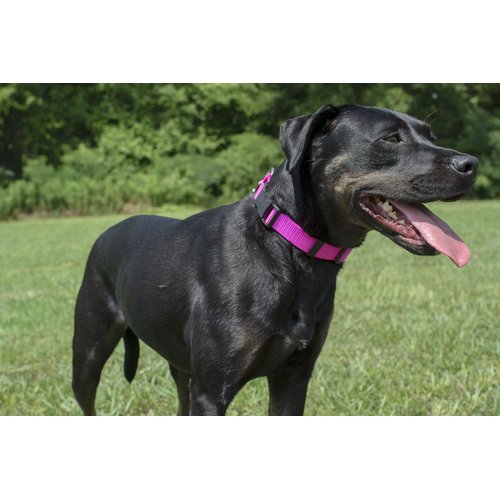 Country Brook Design - Easy DIY Dog Collar Kit Makes (10) 1 Inch Collars with Neon Orange Nylon Webbing