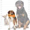 DURAFORCE-Durable Woven Fiber-Bone-Squeakers-Multiple Layers. Made Durable, Strong & Tough. Interactive Play Dog Toy (Tug, Toss & Fetch). Machine Washable and It Floats. (Junior, Orange Tiger 2 Pack)