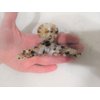 Brown and creme marble design hair claw clip for medium fine hair