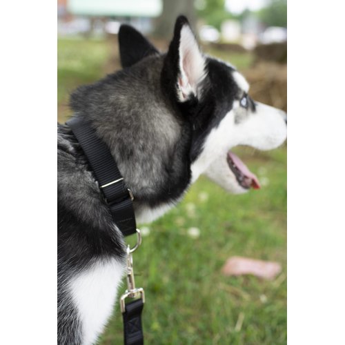 Country Brook Petz - Vibrant 25 Color Selection - Nylon Dog Leash (5/8 Inch Wide, 6 Foot, Black)