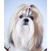 YOY 3/4" Pet Dog Stretchy Rubber Bands, 600/Box - Puppy Elastics Ties Pony Tail Holders Hair Accessories for Doggy Grooming Top Knots Ponytails Braids and Dreadlocks