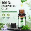 Essential Oils Set, Aromatherapy Essential Oil Kit for Diffuser, Massage, Skin Care (26 x 5ml) - Eucalyptus, Lavender, Tea Tree, Peppermint, Lemongrass, Frankincense, Cinnamon, Sandalwood